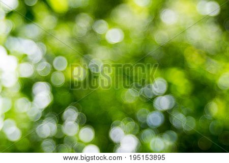 Abstact defocus bokeh light background made of forest style.