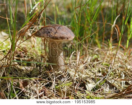 Edible Mushroom (leccinum Scabrum) With Brown Hat