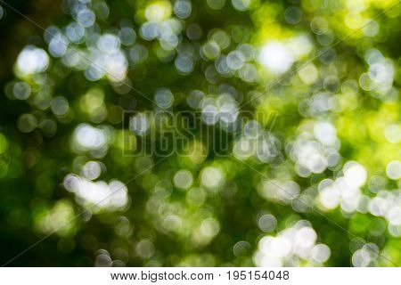 Abstact defocus bokeh light background made of forest style.