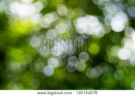 Abstact defocus bokeh light background made of forest style.