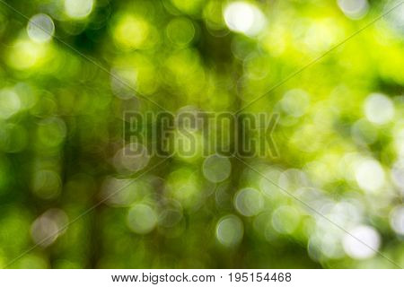 Abstact defocus bokeh light background made of forest style.