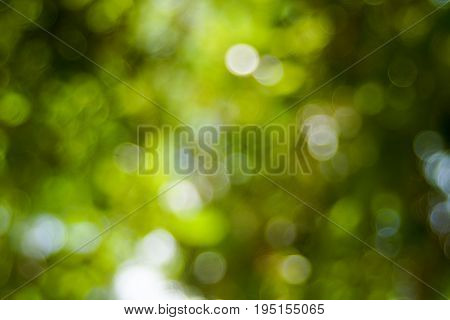 Abstact defocus bokeh light background made of forest style.