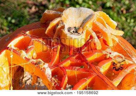 CHADDS FORD, PA - OCTOBER 26: View of Spider Pumpkin at The Great Pumpkin Carve carving contest on October 26, 2013