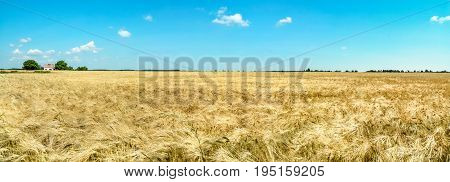 Farm house on golden grainfield with sunny blue sky in Brandenburg, Germany.