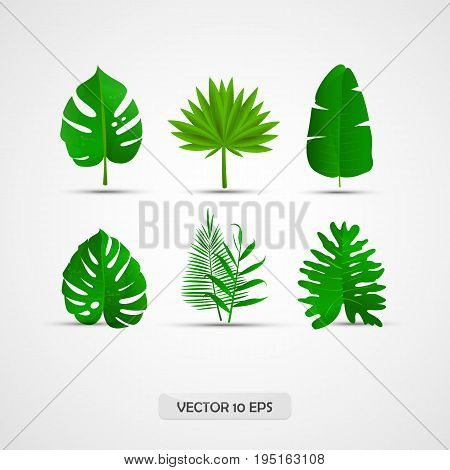 Realistic Tropical Leaves Set: Palm Leaves, Jungle Leaves, Split Leaf. 3D, Isolated. Vector