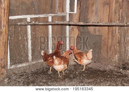 Chicken walking inside wooden farm, Russian village