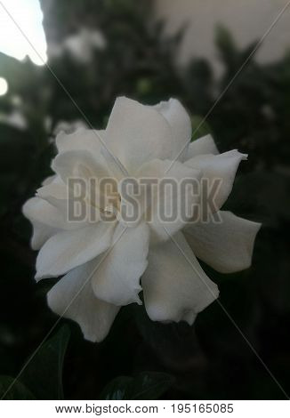 Gardenia flower 2: series of photos of the gardenia flowers: a flower in all its glory