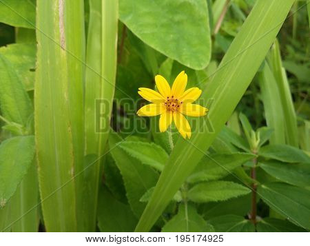 A Little yellow flower with muchas grass nearby
