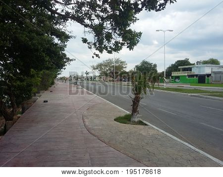 A small tree on the sidewalk of champoton campeche