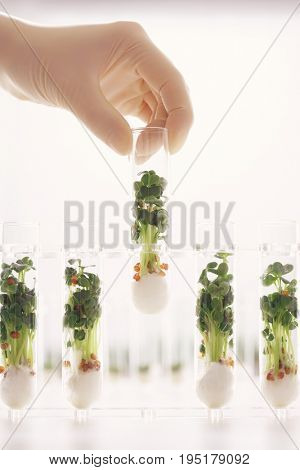 Closeup of a hand holding test tube containing cress seedlings against white background