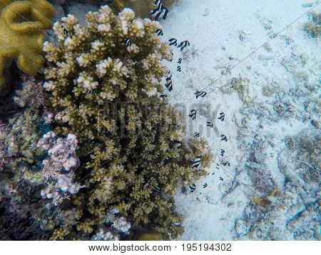 Coral reef and tropical fish. Damselfish colony underwater photo. Sea bottom with colorful coral ecosystem. Tropical seashore snorkeling. Tropic marine lagoon. Black and white damselfish family
