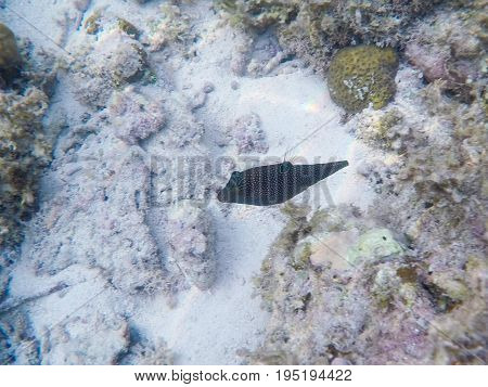 Coral reef and tropical fish. Orange-lined triggerfish underwater photo. White sand sea bottom with marine flora and fauna. Coral fish in wild nature. Aquarium fish in tropical seashore. Sea fish