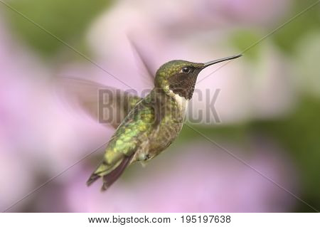 Male Ruby-throated Hummingbird (archilochus colubris) in flight with a colorful floral background