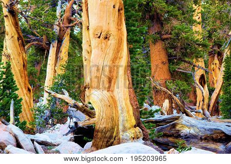 Lodgepole Pine Trees also known as twisted pines taken at a high altitude alpine forest in the Sierra Nevada Mountains, CA