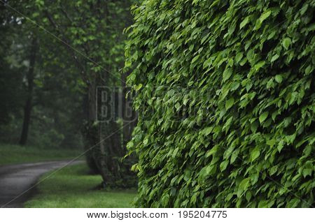 green beech hedge with a path in the background