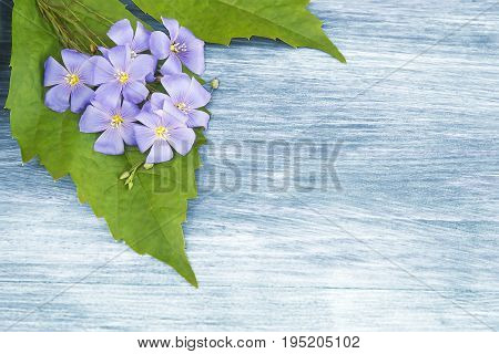 Blue flax on a blue wooden background