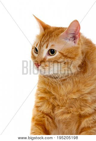 Adult red cat with overweigh isolated on a white background