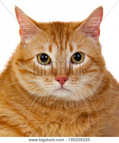 Adult red cat with overweigh isolated on a white background