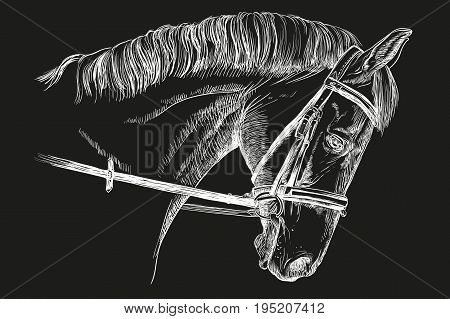 Isolated horse head with bridle in white color vector hand drawing illustration on black background