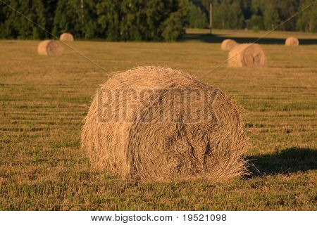 haycocks na polu