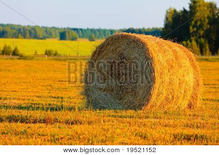 Żniwa. Duże haycock na żółtym polu.