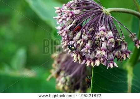 A blow fly alights upon the inflorescence of a common milkweed plant (Asclepias syriaca) during June in Plainfield, Illinois.