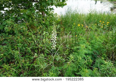 White Wild Indigo (Baptisia alba macrophylla) blooms near a retention pond in Plainfield, Illinois during June.