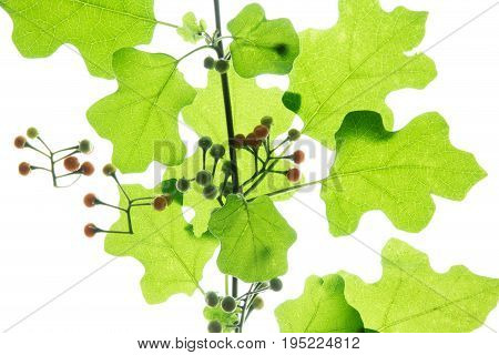 Prickly Nightshade