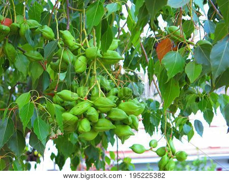 Clump Of Green Seedpods On Unknown Tree