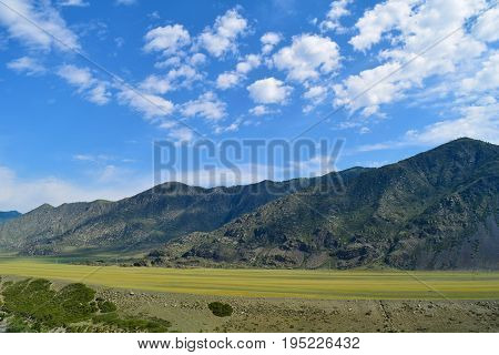 Hills of Altai mountains on a blue sky with white clouds and yellow meadow background. Altay Republic Siberia Russia.