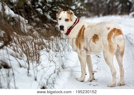 Alabai pauses in winter cold weather. Spills a little snowball