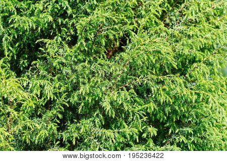 green background. Thuya. Sprigs of green coniferous tree.