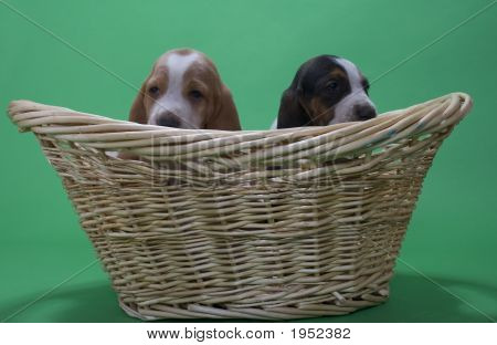 Filhotes de Basset