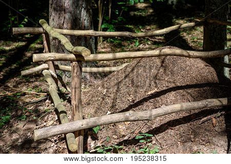 Close-up Of Ants Nest. Large Ant Hill In Summer Forest.