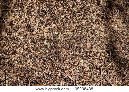 Close-up Of Ants Nest. Large Ant Hill In Summer Forest.