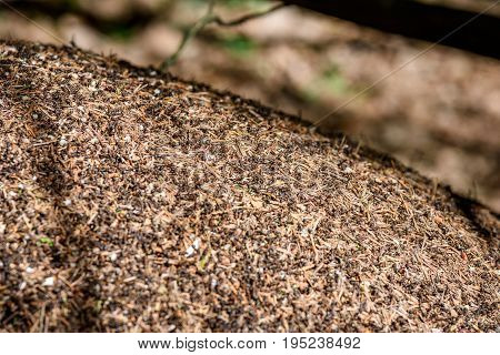 Close-up Of Ants Nest. Large Ant Hill In Summer Forest.