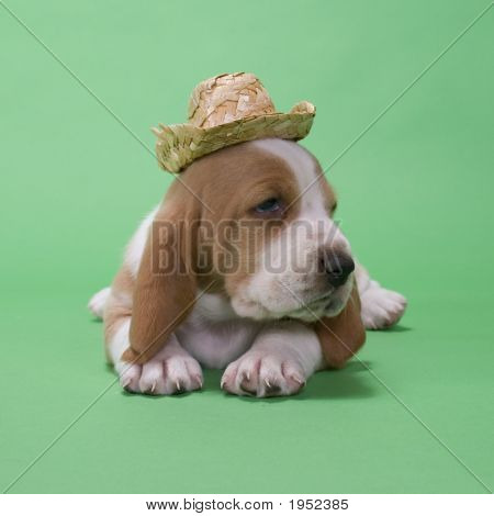 Filhote de Basset