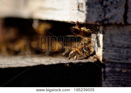 Isolated bee at the entrance of the hive
