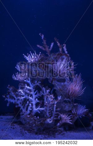 Beautiful corals underwater glow in the dark. Catalaphyllia