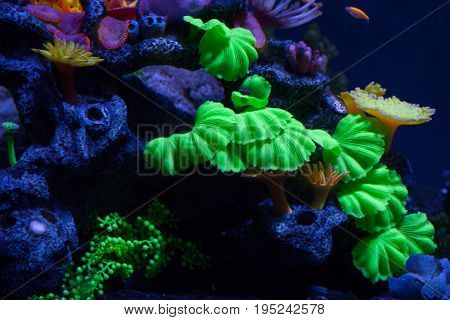Bright corals on the bottom under the water