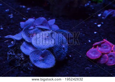 Beautiful corals on the bottom underwater. Dyscosoma