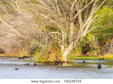 Australian coot swimming around a partly submerged paper bark tree at Herdsman Lake in Perth, Western Australia.