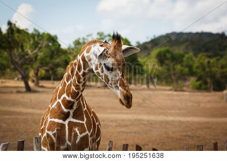 Philippines Calauit Island Whild park giraffe, Palawan