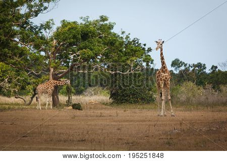 Philippines Calauit Island Whild park giraffe, Palawan, Philippines