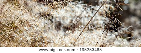 Panorama, Dew And Wet Grass At The Morning