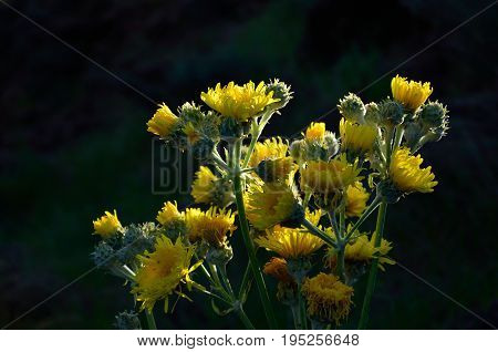 Cluster of bright yellow flowers, endemic wild plant of Canary islands, Sonchus acaulis