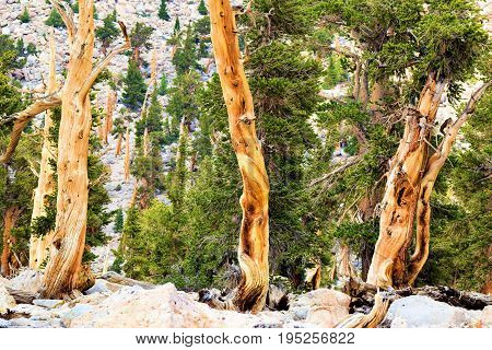 Lodgepole Pines also known as the twisted pine taken in the higher altitudes of the Sierra Nevada Mountains, CA