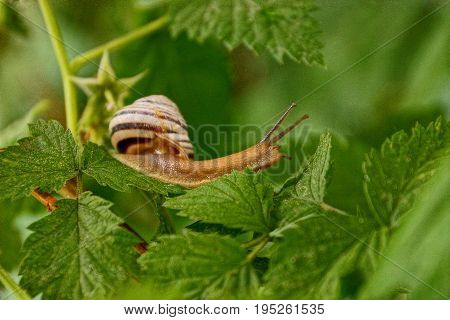 Insect among the branches of silt in the summer garden