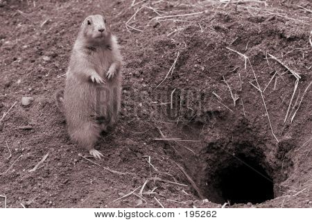 Prairie Dog Near Burrow