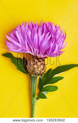 Purple Flower On Yellow Background.blooming Whitewash Cornflower.
